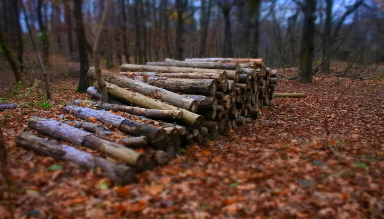 pile of firewood on forest floor with fall leaves